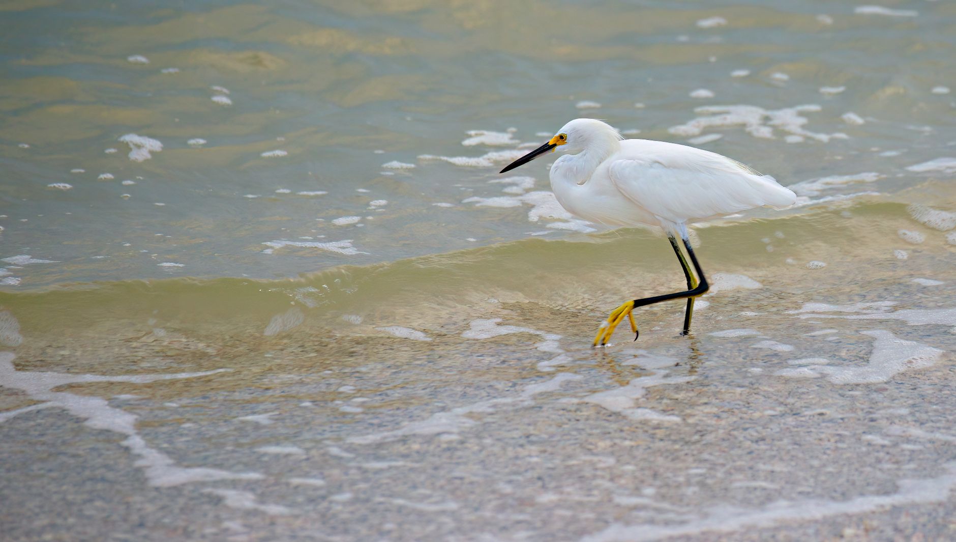 Meditation: Don’t Worry. The Little Bird Shows Up