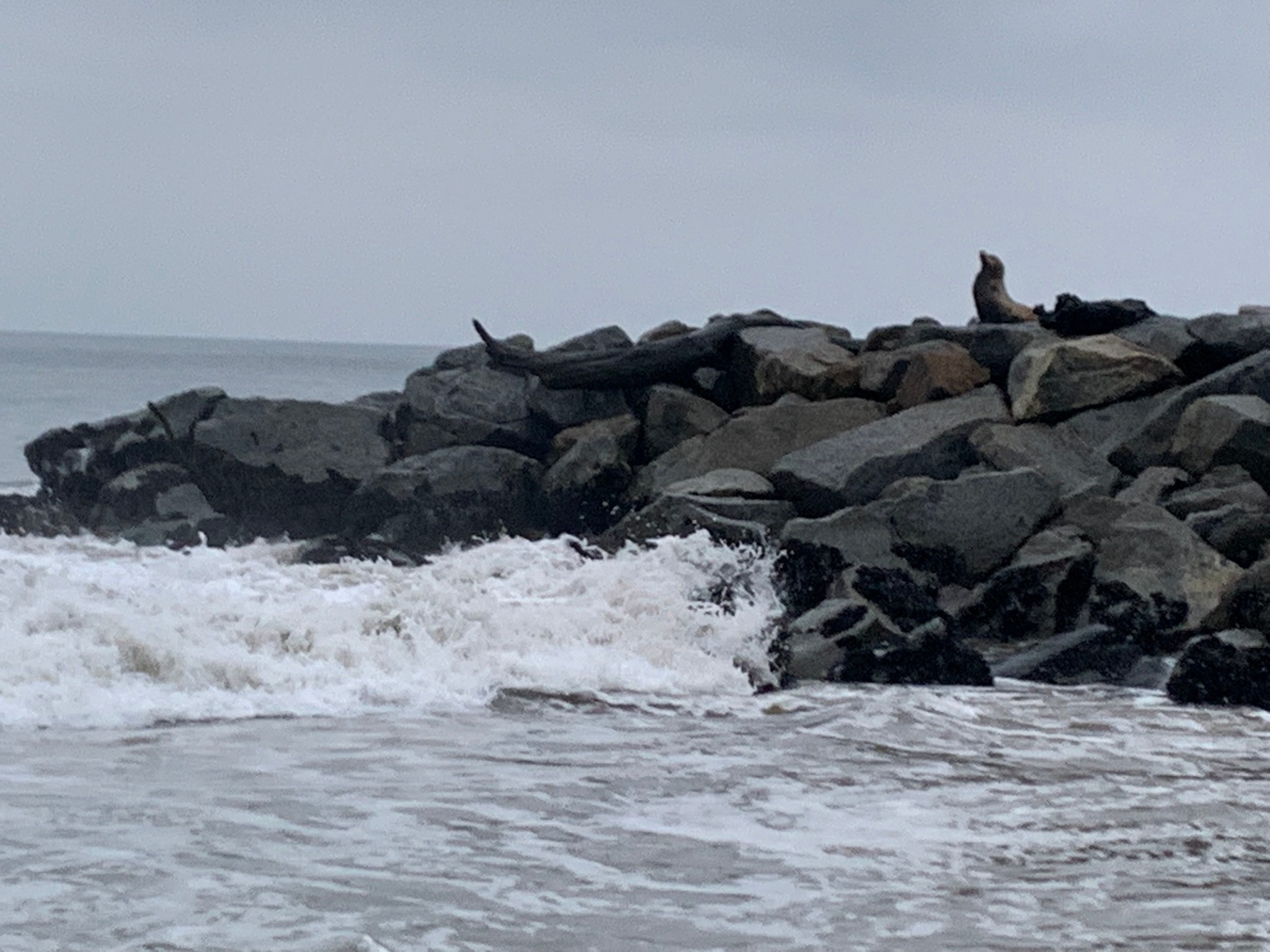 Meditation: A Seal Figured Out Something Special To Do