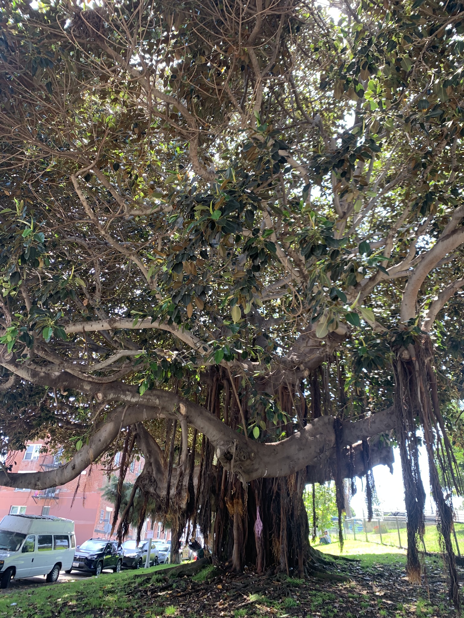 The Burning of a Venice Beach Big Beautiful Tree